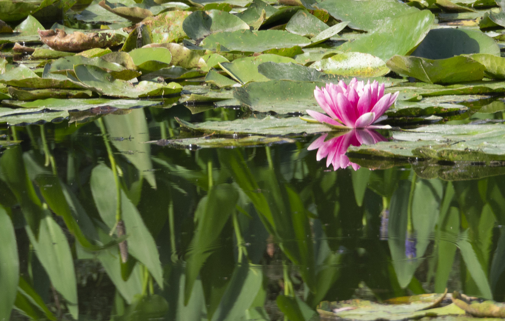 Monet's Garden. The Perfect Reflection