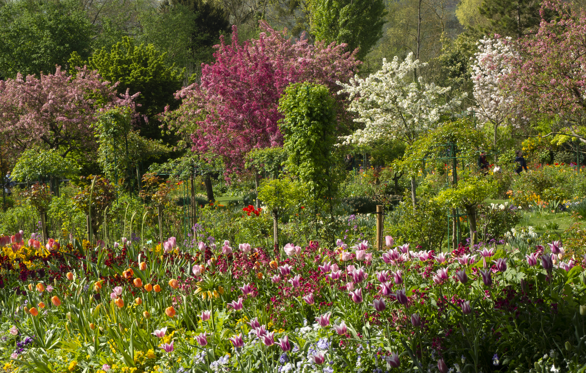 Monet's Garden. Springtime Tulips and Blossoms