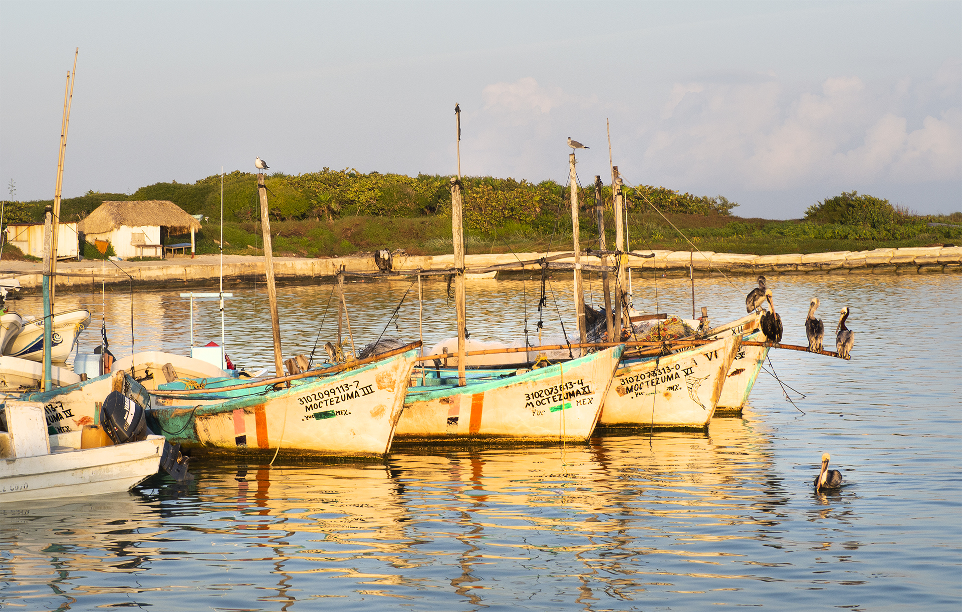 Five pelicans are sitting on a boat waiting in the morning light for the fishermen to return with breakfast